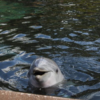 Smiling Dolphin